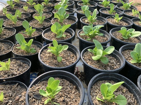 Les avantages des pots en géotextile pour votre jardin